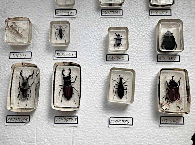 冬休み自由研究向きレジンで作る昆虫樹脂標本 夏の想い出にも くろーるブログ